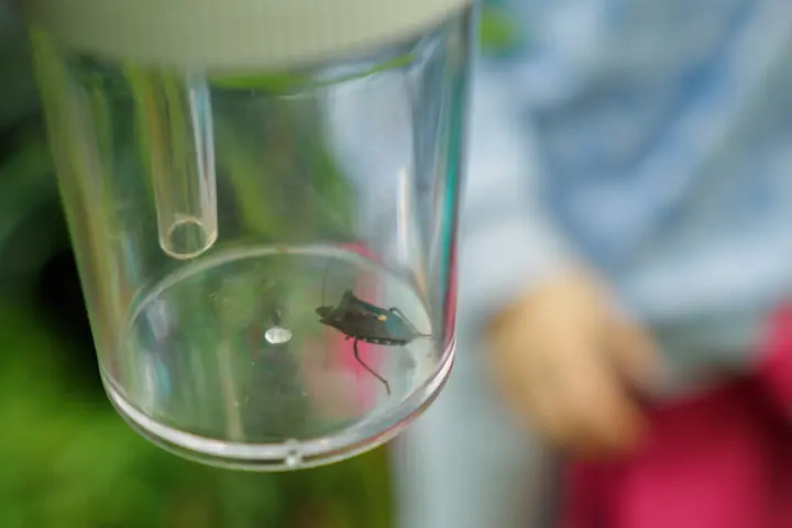 A small beetle in a clear plastic observation pot, held up by a child whose hand and jacket are blurred in the background.