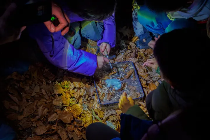Children in the dark gather around a tray of leaves and objects, looking at it by torchlight.